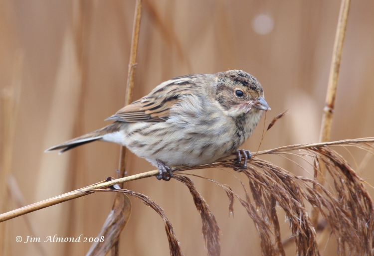 Reed Bunting Cosmeston 13 12 08  IMG_7906